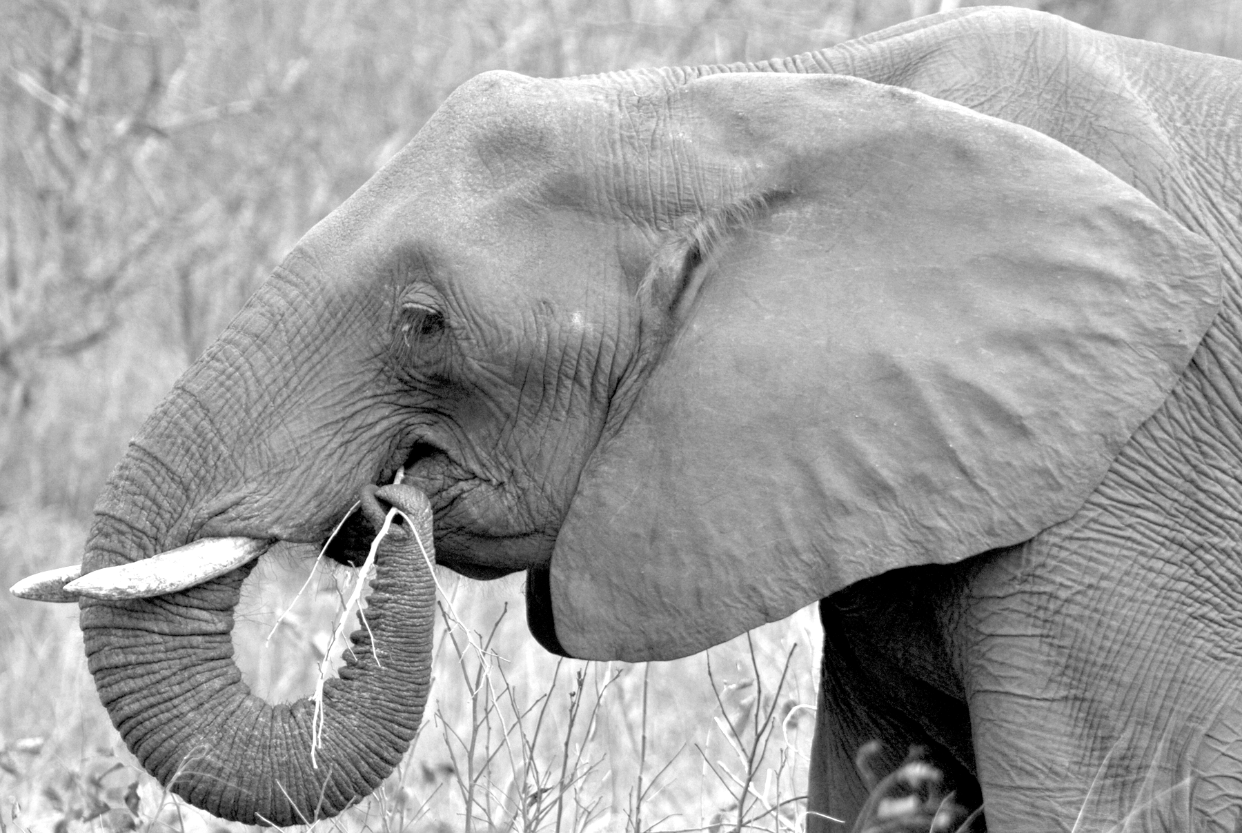 Elephant