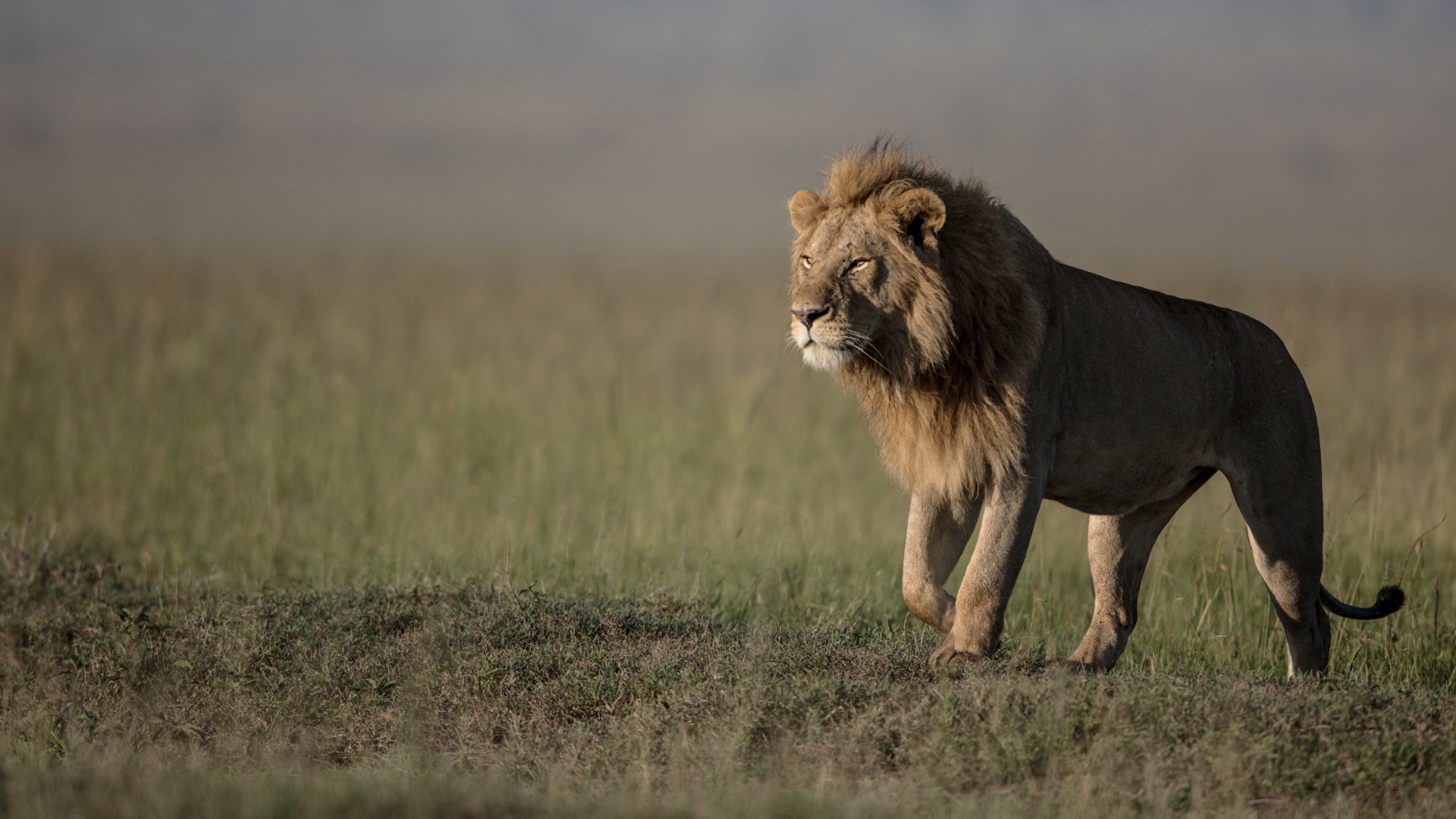 Lion-species-hero-c-George-Logan